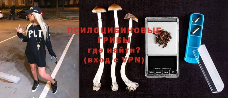 Галлюциногенные грибы Psilocybe  Североморск 